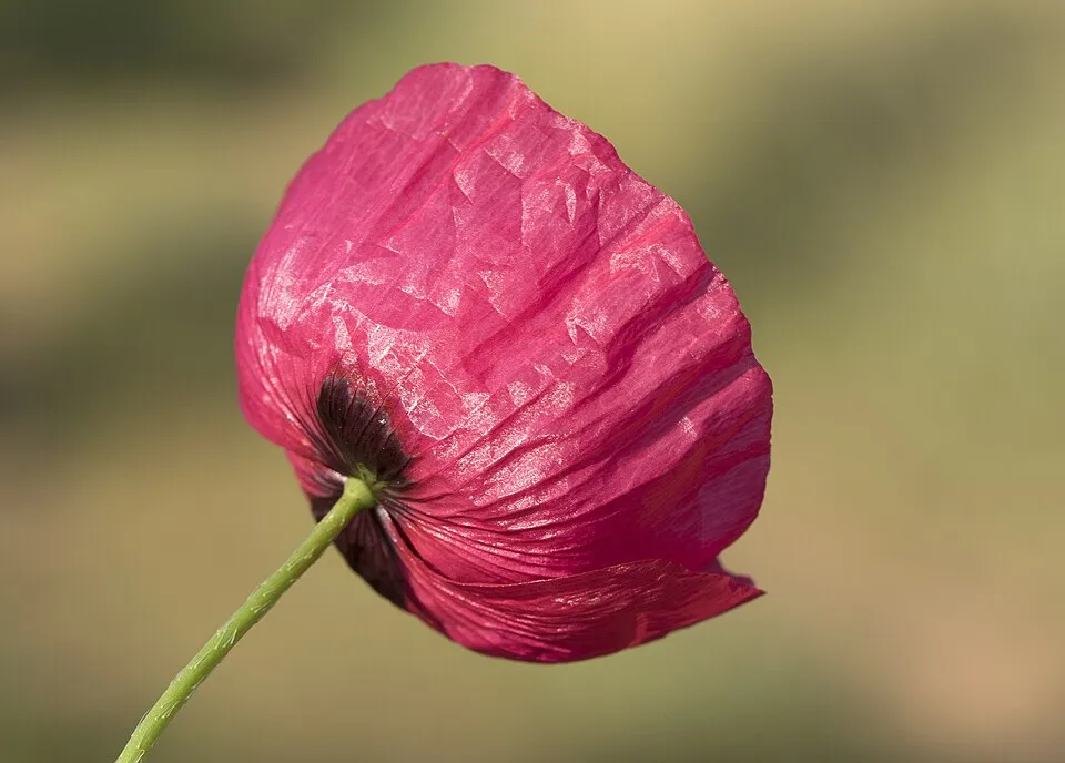 Pipacs / Papaver 'Red Rumble'