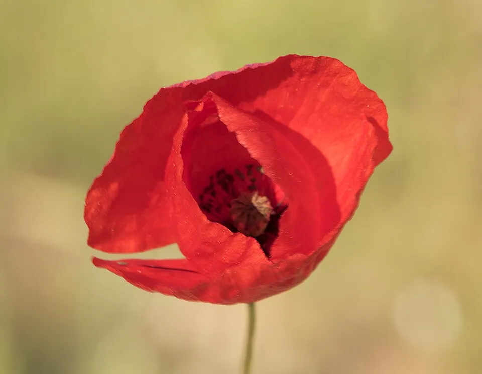 Pipacs / Papaver 'Red Rumble'