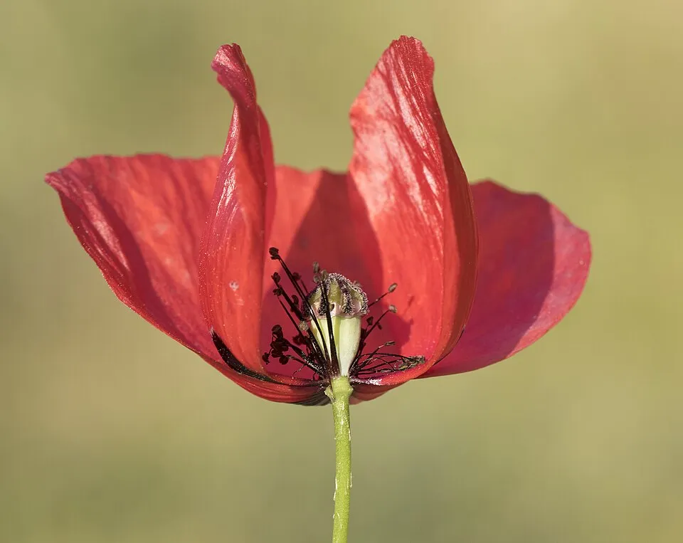 Pipacs / Papaver 'Red Rumble'