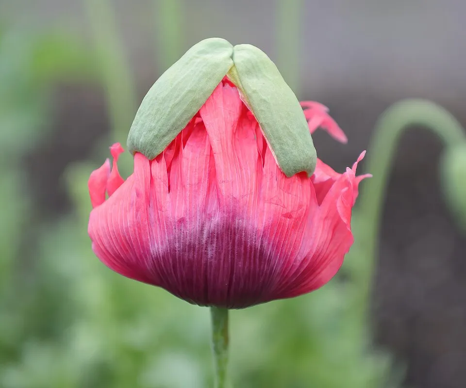 Keleti pipacs / Papaver orientale 'Princess Victoria Louise'