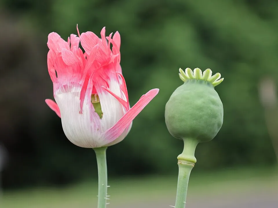 Keleti pipacs / Papaver orientale 'Princess Victoria Louise'