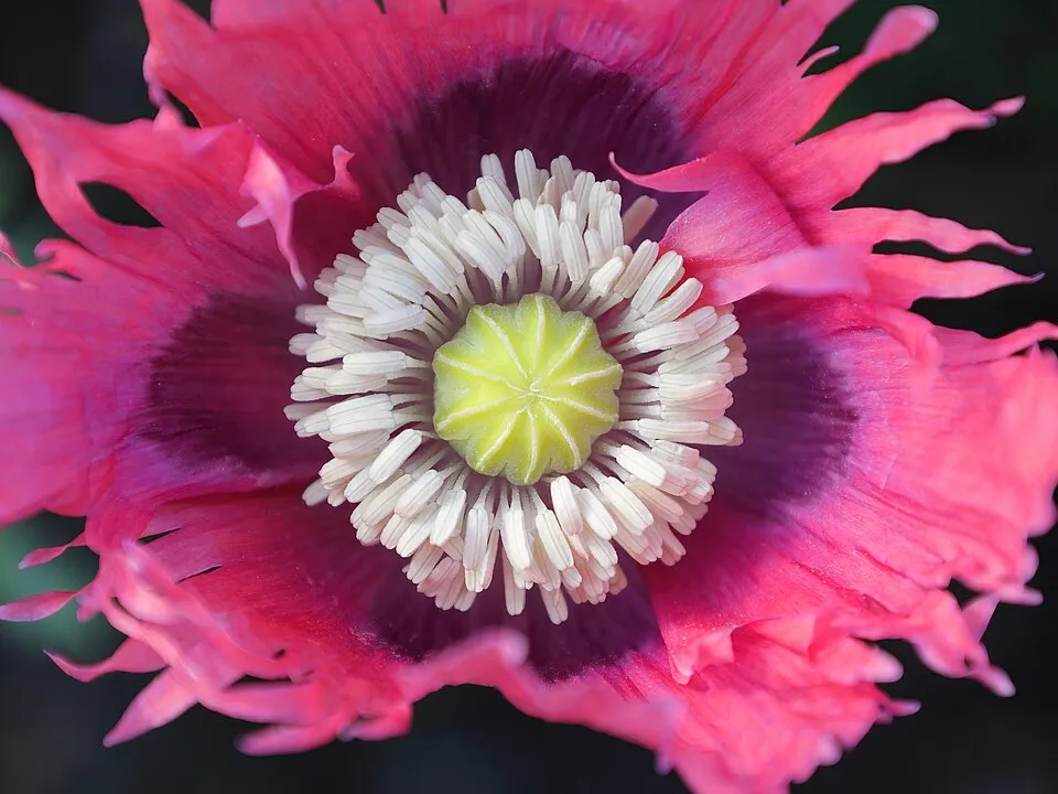 Keleti pipacs / Papaver orientale 'Princess Victoria Louise'