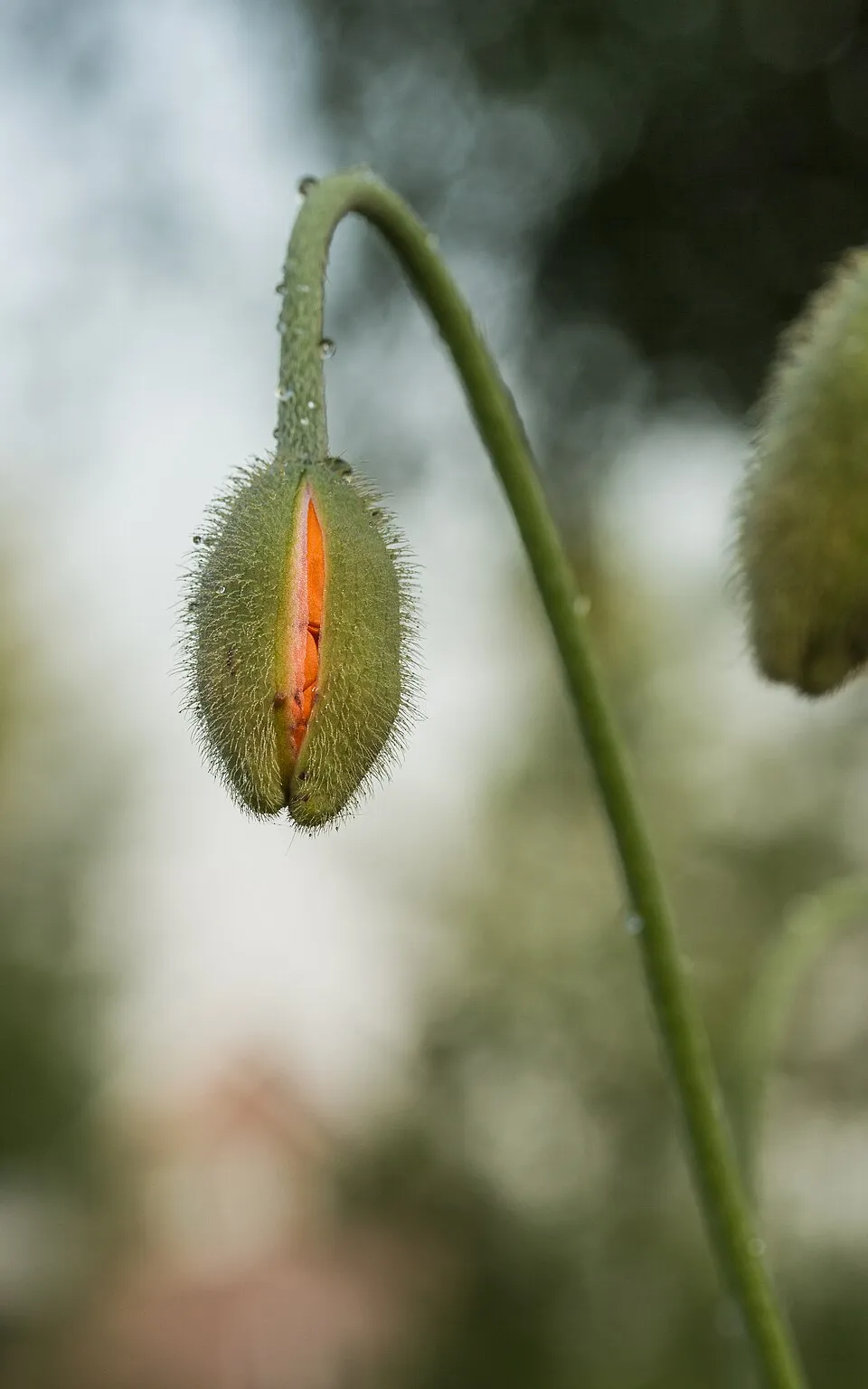 Keleti pipacs / Papaver orientale 'Royal Wedding'
