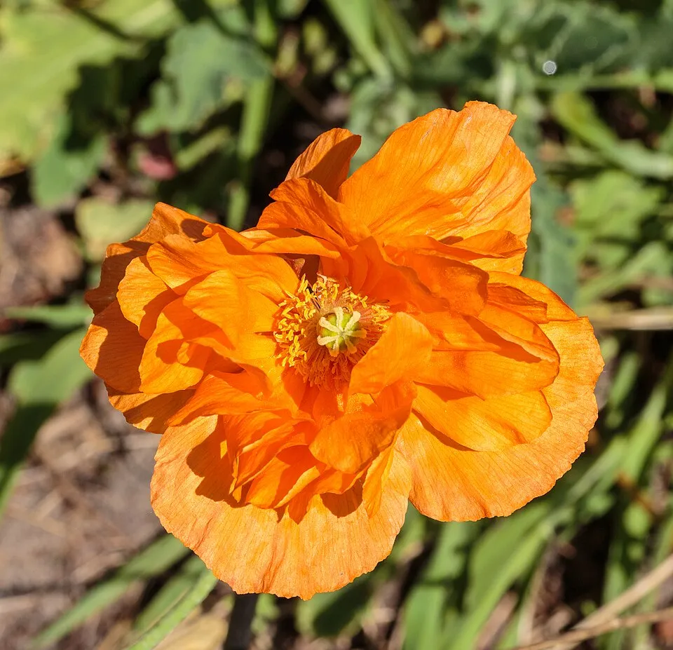 Keleti pipacs / Papaver orientale 'Royal Wedding'