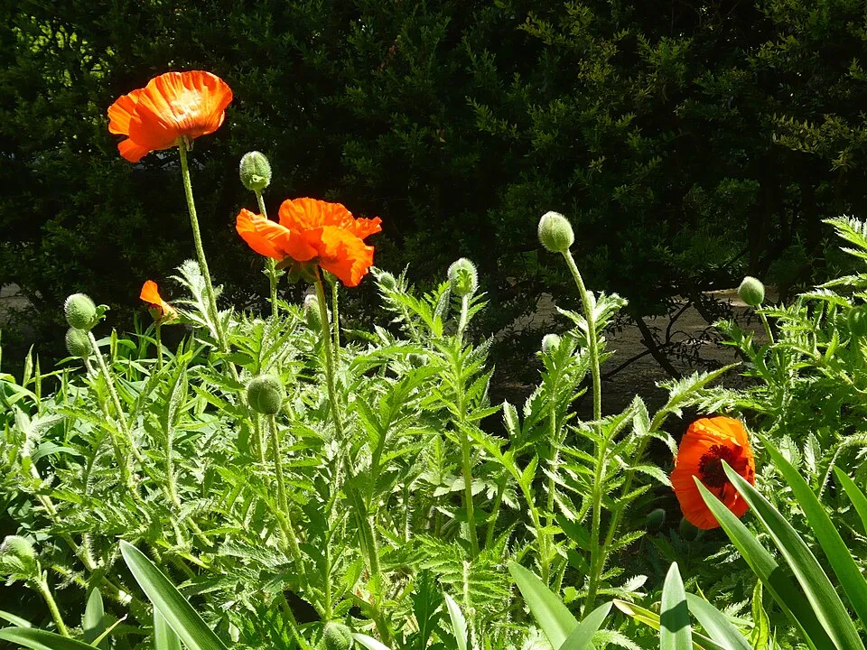 Keleti pipacs / Papaver orientale 'Royal Wedding'