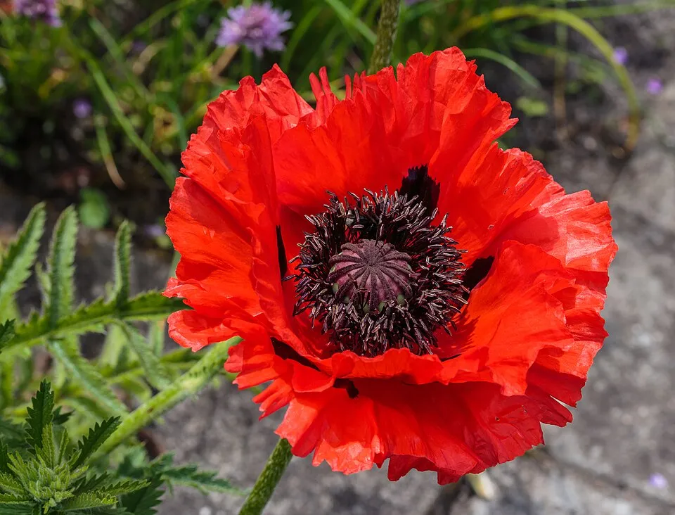 Keleti pipacs / Papaver orientale 'Royal Wedding'