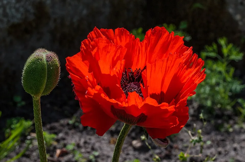 Keleti pipacs / Papaver orientale 'Royal Wedding'