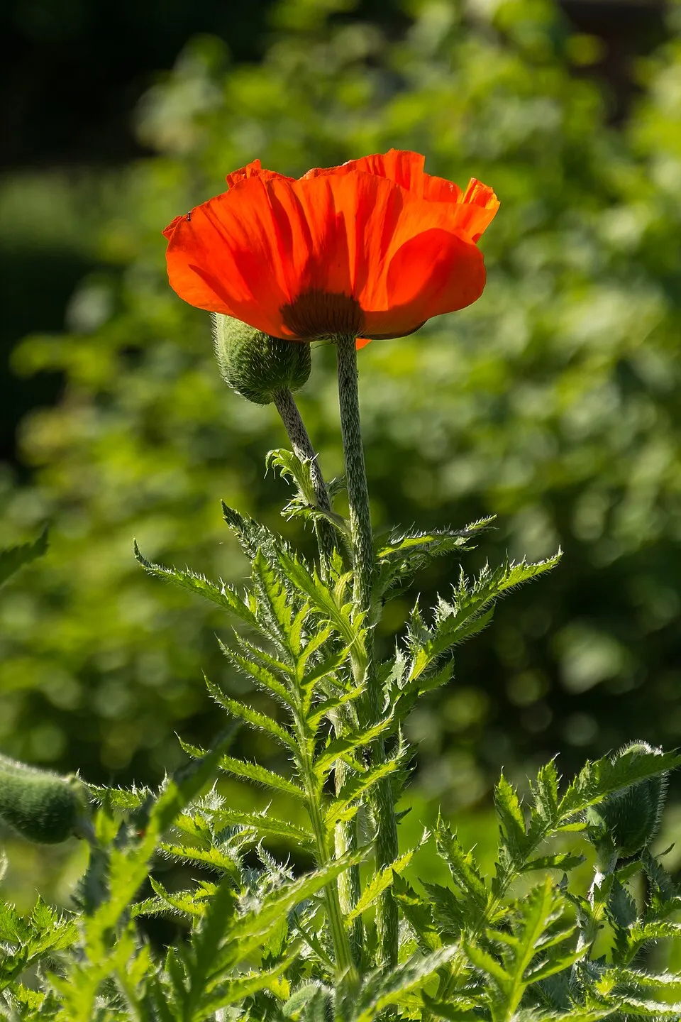 Keleti pipacs / Papaver orientale 'Royal Wedding'