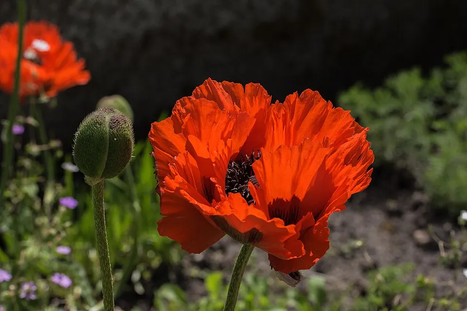 Keleti pipacs / Papaver orientale 'Royal Wedding'