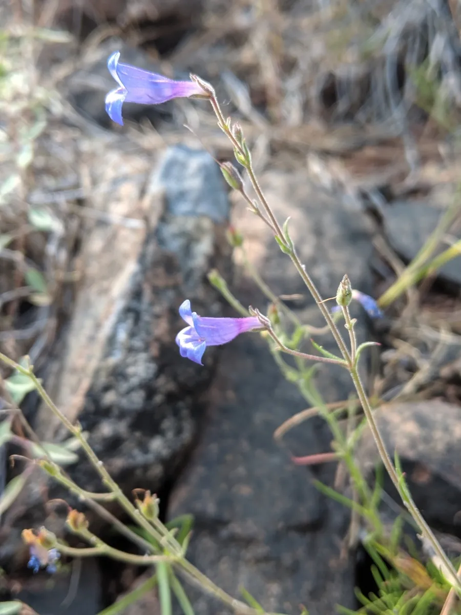 Bugatölcsér / Penstemon QUARTZ® 'Rose'