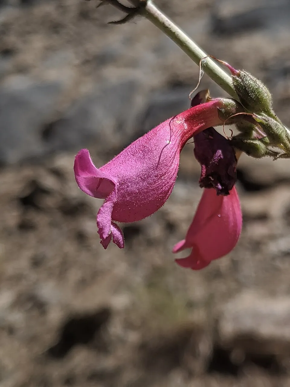 Bugatölcsér / Penstemon QUARTZ® 'Rose'