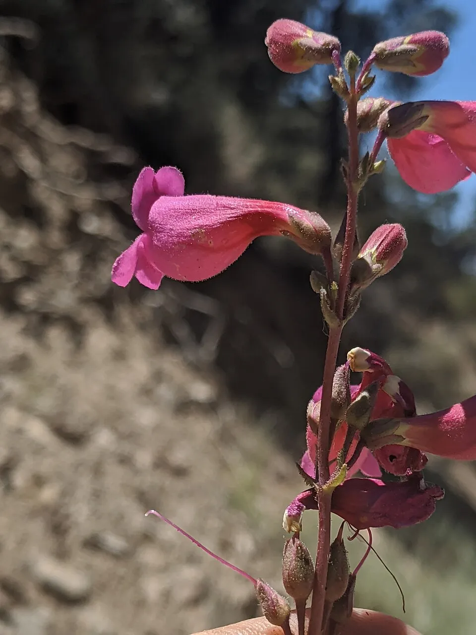Bugatölcsér / Penstemon QUARTZ® 'Rose'