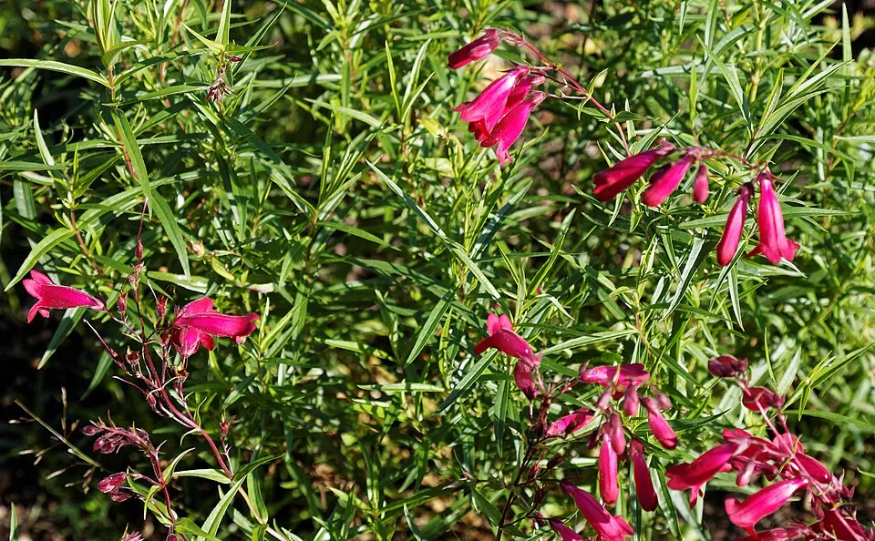 Bugatölcsér / Penstemon QUARTZ® 'Rose'