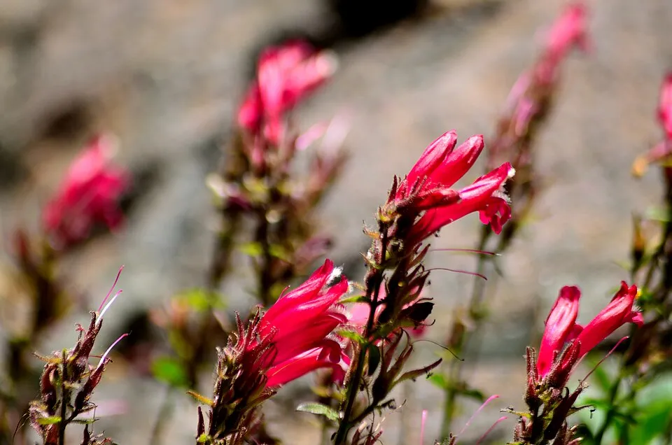 Bugatölcsér / Penstemon QUARTZ® 'Rose'
