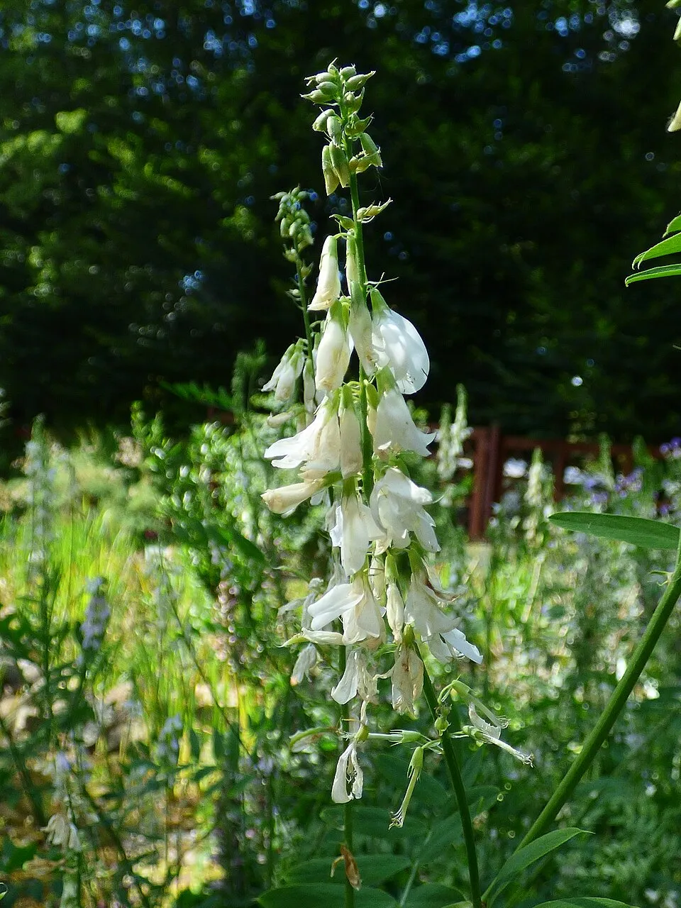 Bugatölcsér / Penstemon QUARTZ® 'Rose'