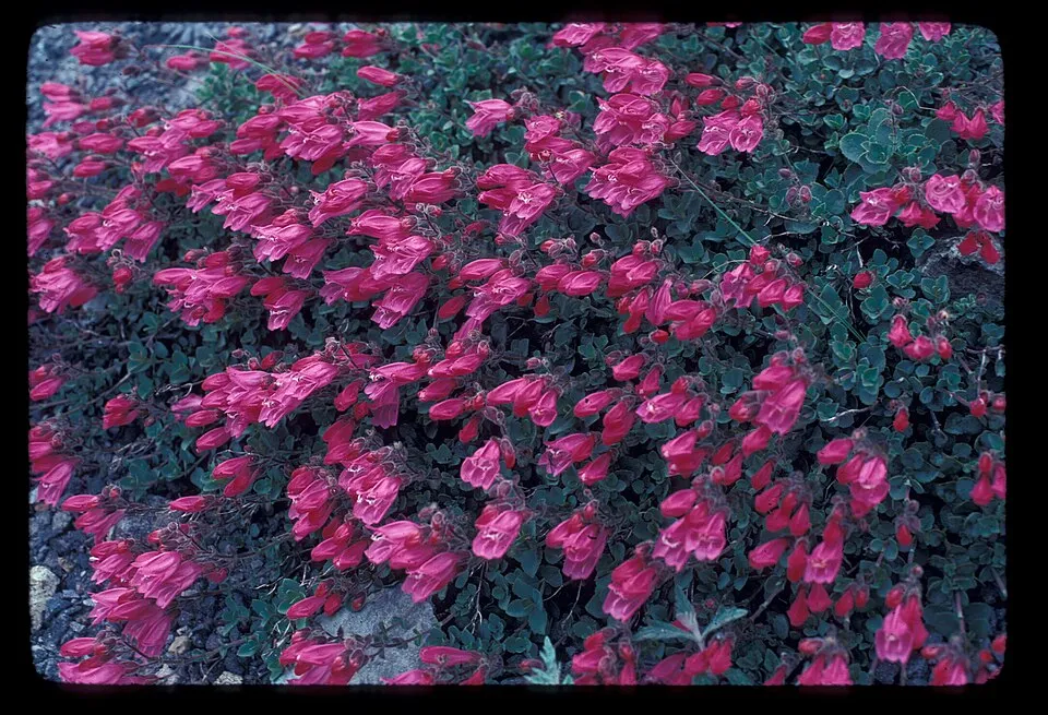 Bugatölcsér / Penstemon QUARTZ® 'Rose'