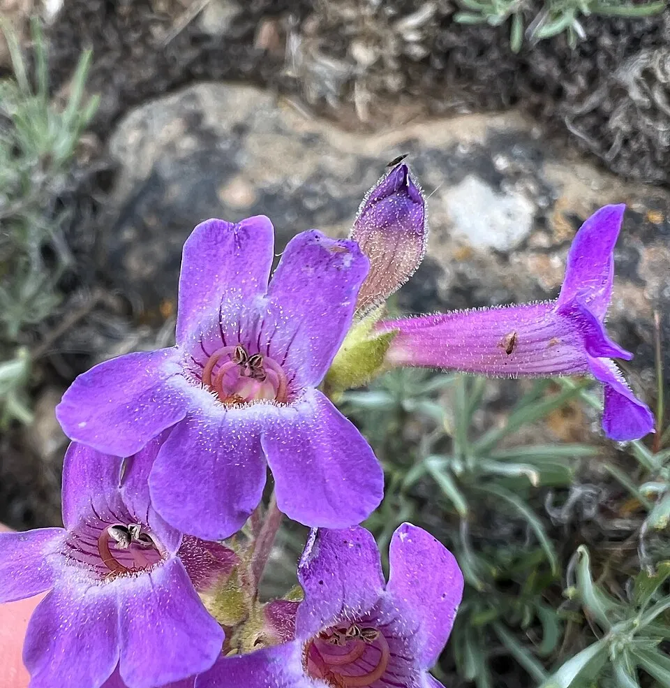 Bugatölcsér / Penstemon QUARTZ® 'Rose'