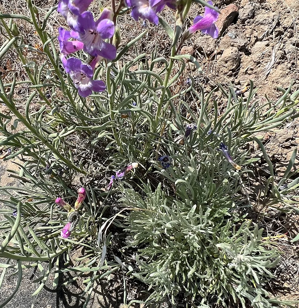 Bugatölcsér / Penstemon QUARTZ® 'Rose'