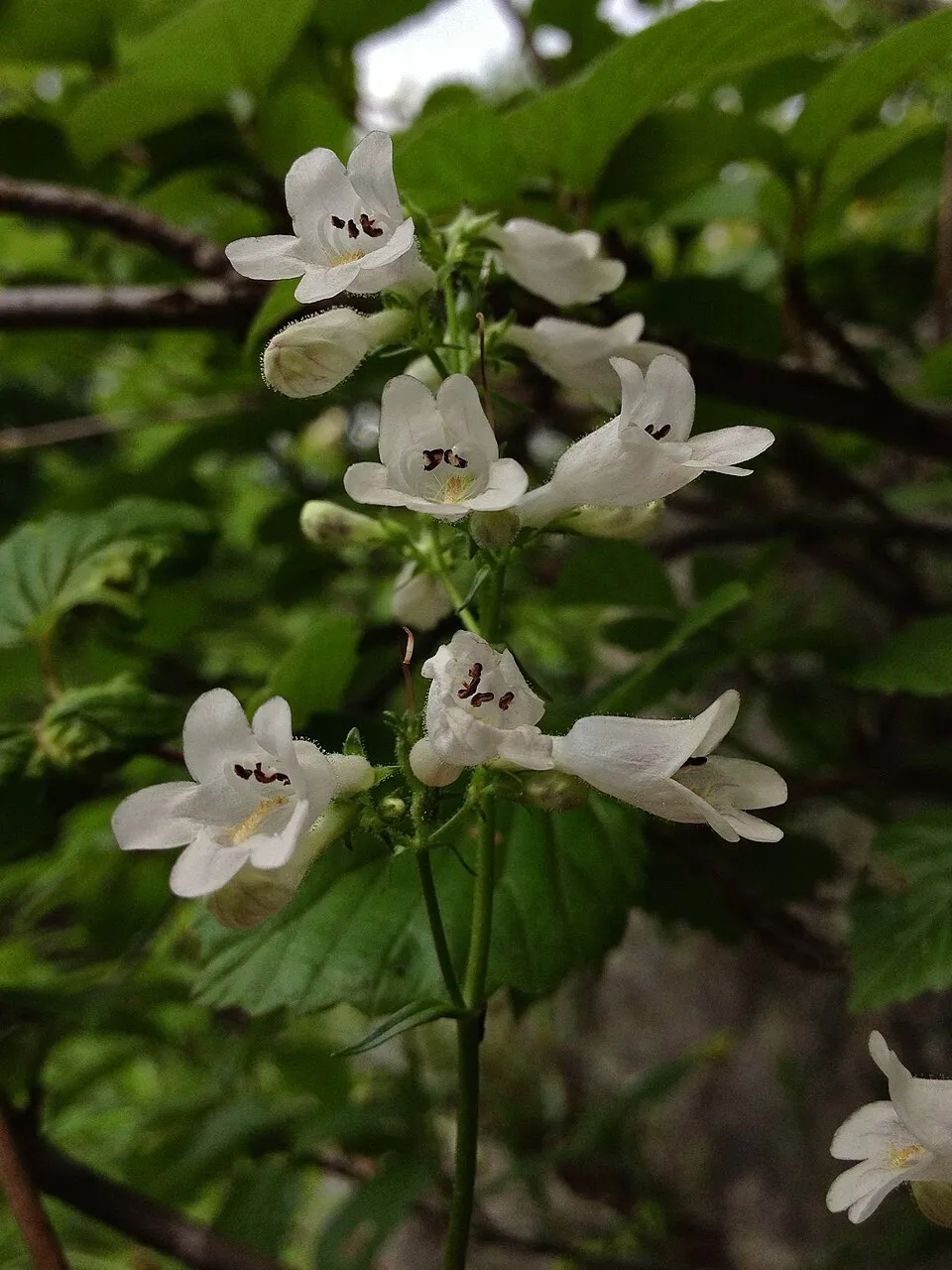 Bíborlevelű bugatölcsér / Penstemon digitalis DAKOTA 'Verde'