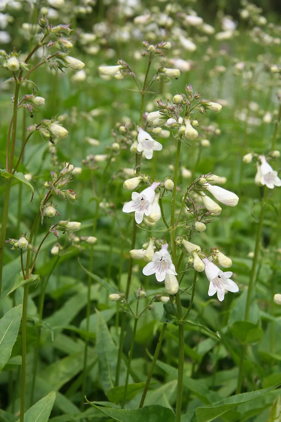 Bíborlevelű bugatölcsér / Penstemon digitalis DAKOTA 'Verde'