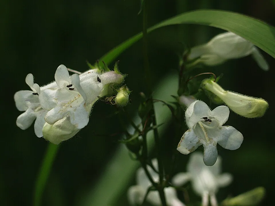 Bíborlevelű bugatölcsér / Penstemon digitalis 'Pocahontas'