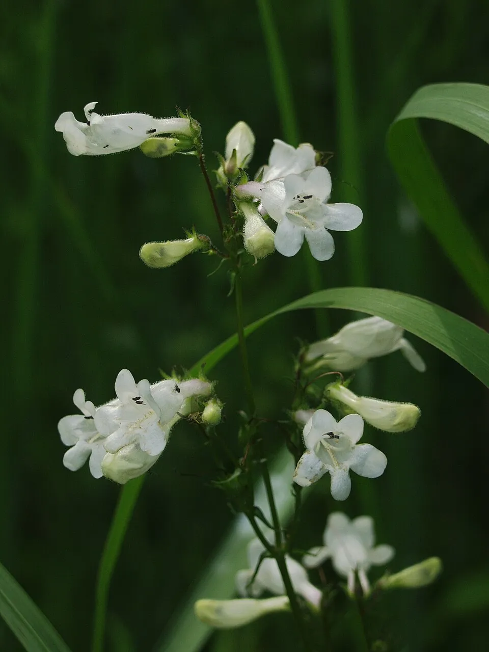 Bíborlevelű bugatölcsér / Penstemon digitalis 'Pocahontas'