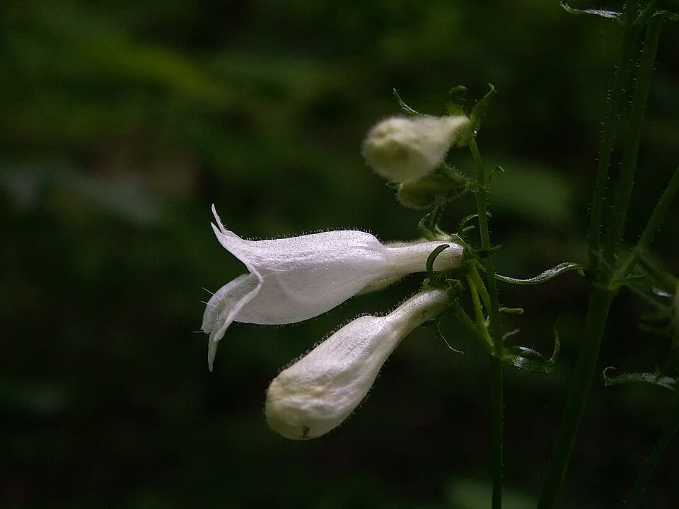 Bíborlevelű bugatölcsér / Penstemon digitalis 'Pocahontas'