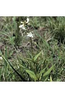 Bíborlevelű bugatölcsér / Penstemon digitalis 'Pocahontas'