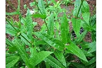 Bíborlevelű bugatölcsér / Penstemon digitalis 'Pocahontas'