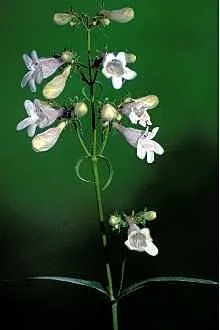 Bíborlevelű bugatölcsér / Penstemon digitalis 'Pocahontas'