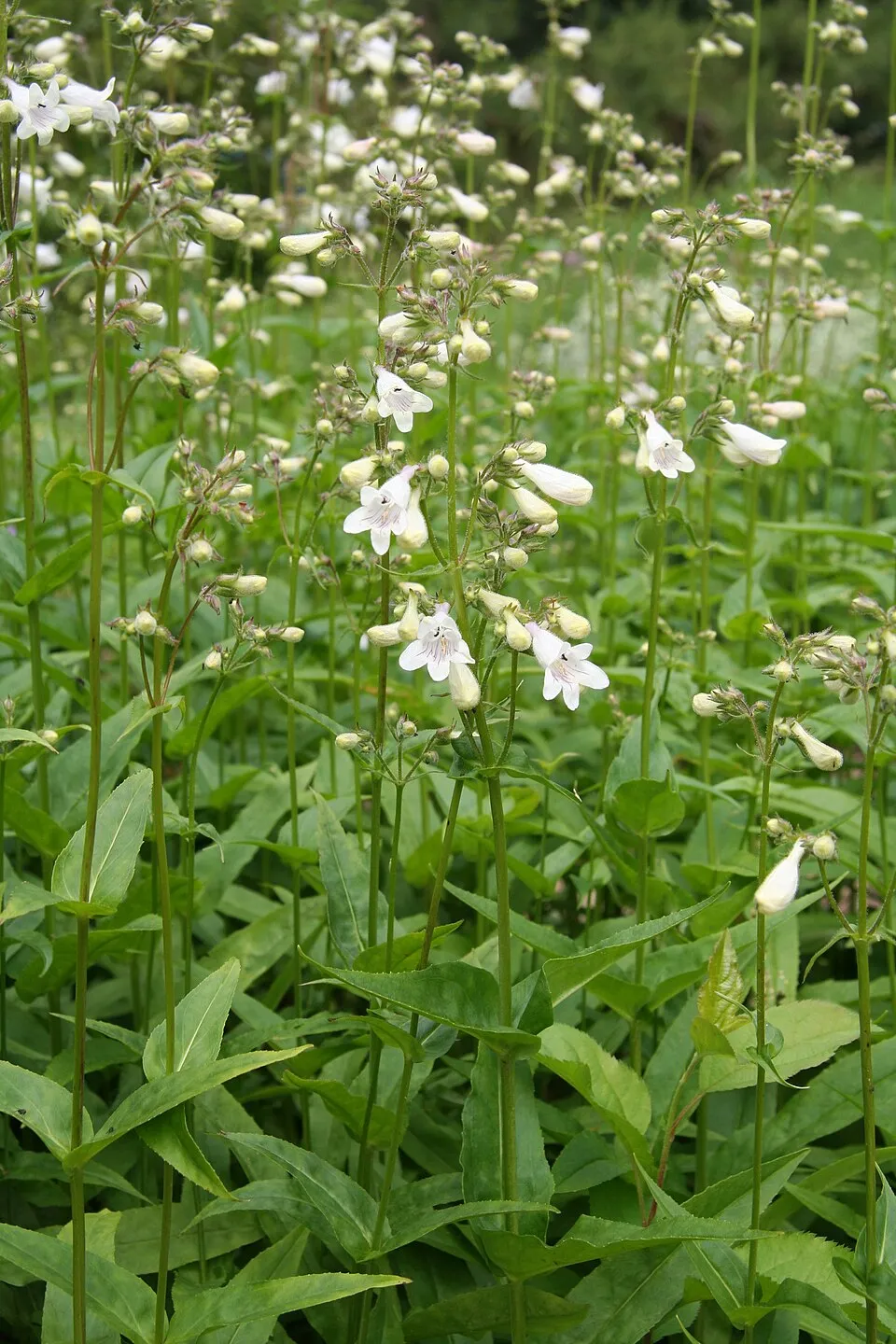 Bíborlevelű bugatölcsér / Penstemon digitalis 'Pocahontas'