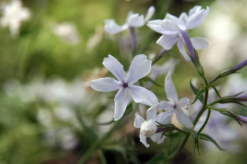 Terpedt lángvirág / Phlox divaricata 'May Breeze'