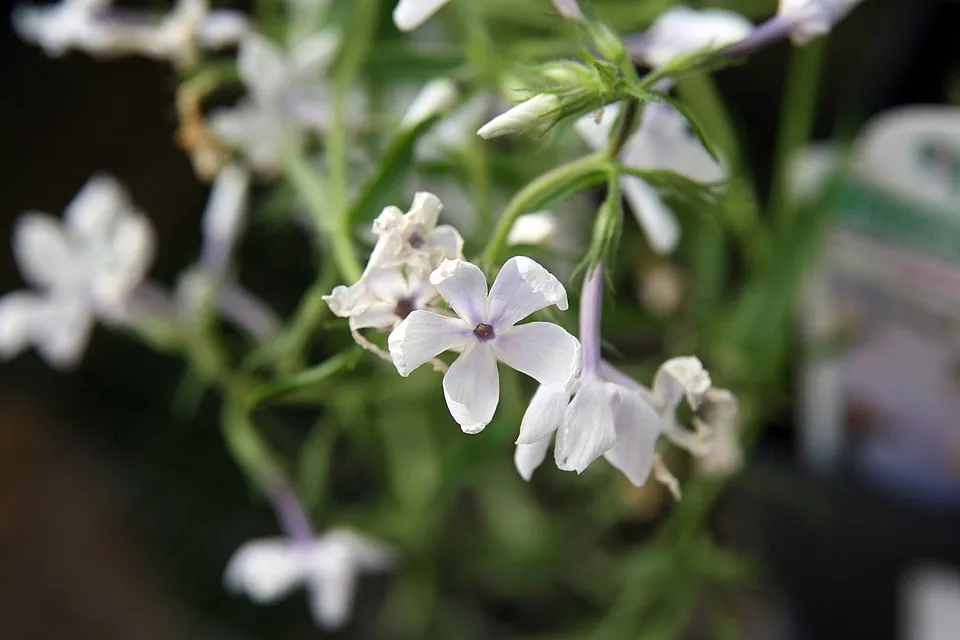 Terpedt lángvirág / Phlox divaricata 'May Breeze'