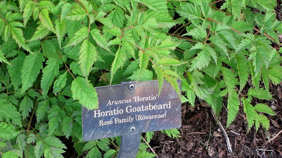 Tündérfürt / Aruncus 'Horatio'