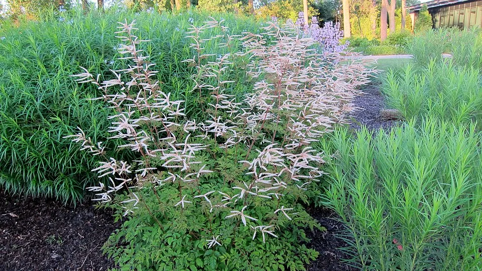 Tündérfürt / Aruncus 'Horatio'