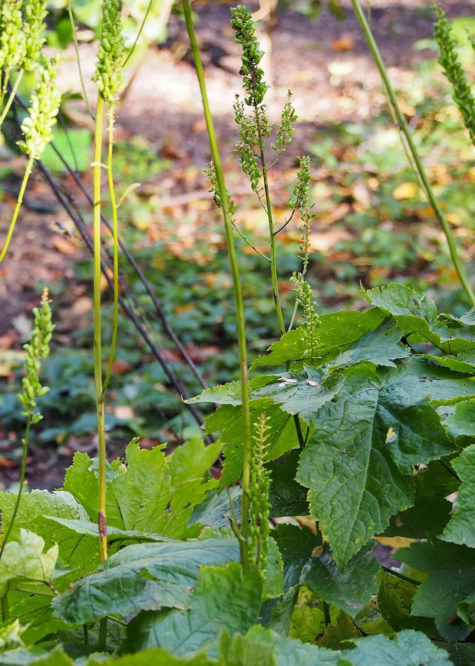 Japán poloskavész / Actaea (syn. Cimicifuga) japonica 'Cheju-Do'