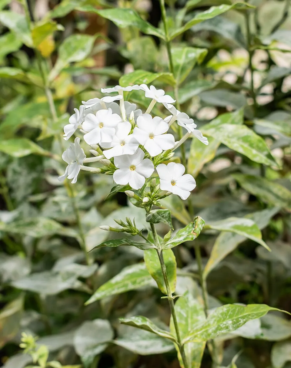 Bugás lángvirág / Phlox paniculata BAMBINI® 'Cherry Crush'