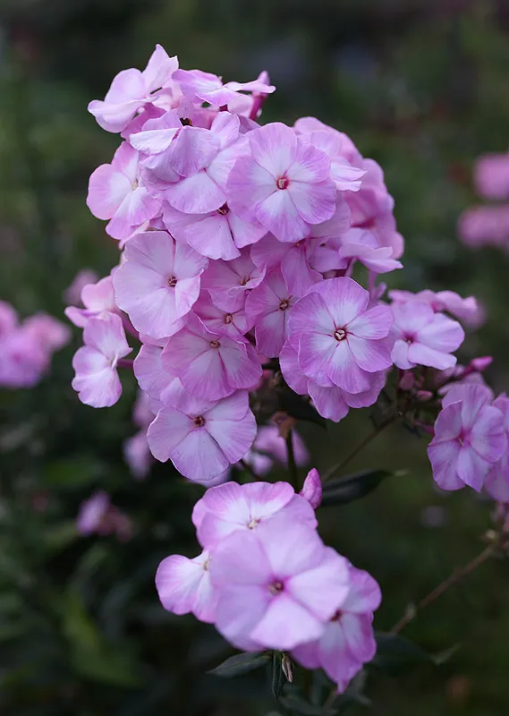 Bugás lángvirág / Phlox paniculata 'Blue Boy'