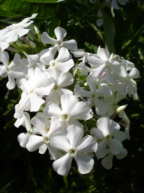 Bugás lángvirág / Phlox paniculata 'Blue Boy'