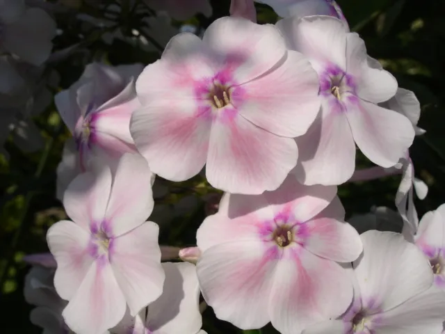 Bugás lángvirág / Phlox paniculata 'Blue Boy'
