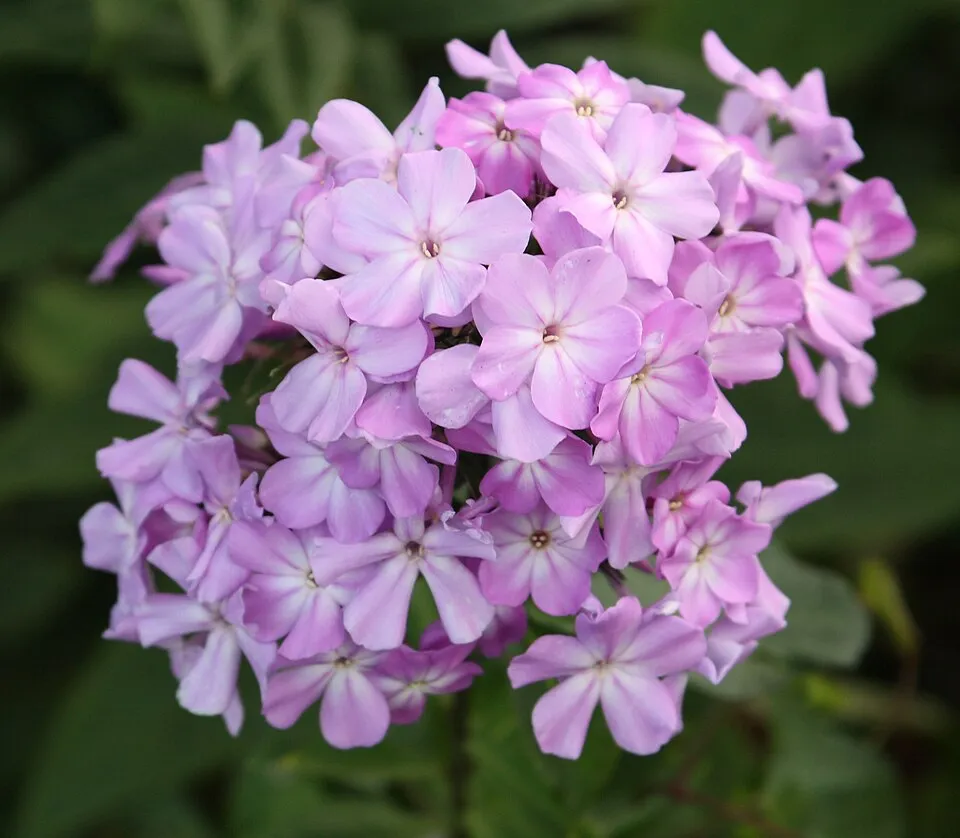 Bugás lángvirág / Phlox paniculata 'Blue Boy'