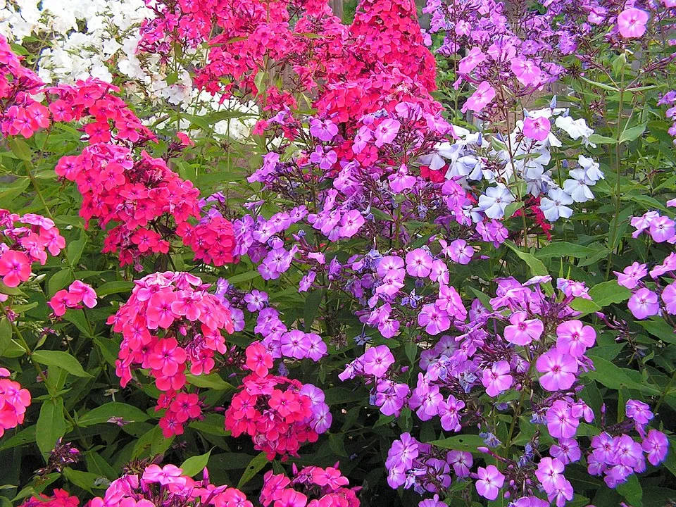 Bugás lángvirág / Phlox paniculata 'Blue Boy'