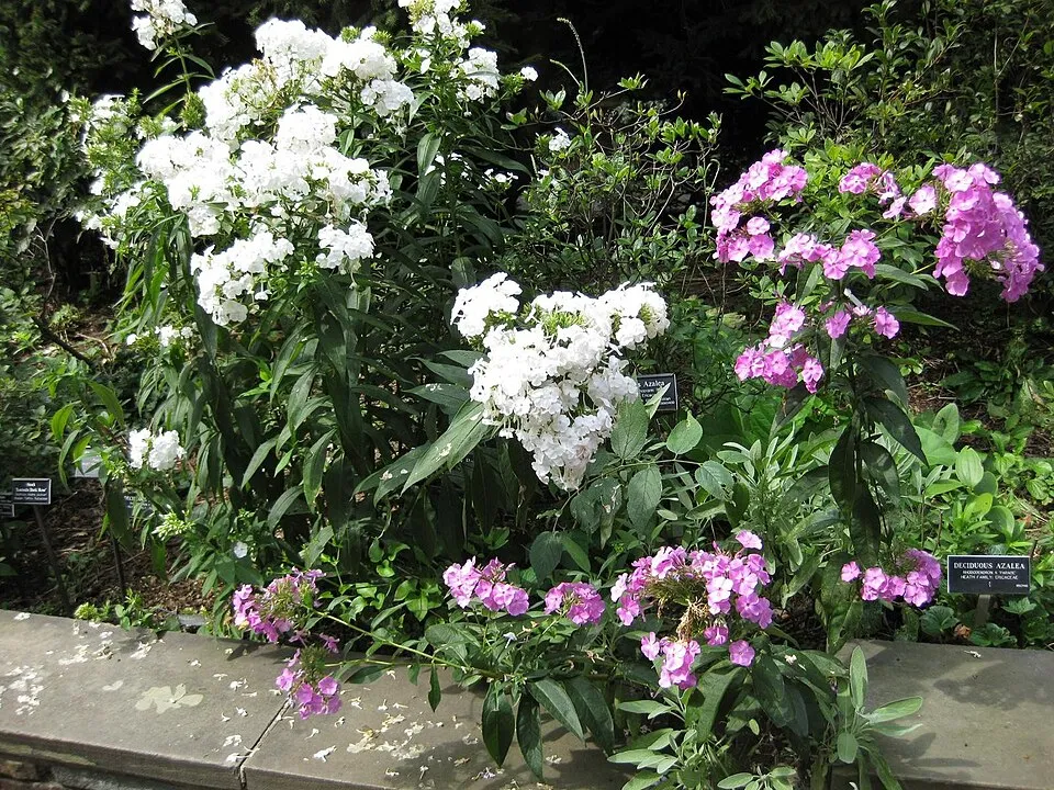Bugás lángvirág / Phlox paniculata 'Blue Boy'