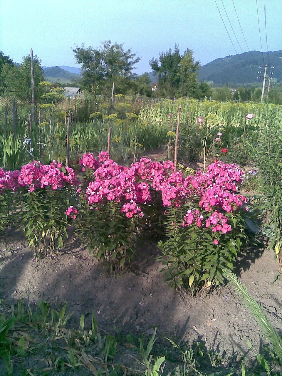 Bugás lángvirág / Phlox paniculata 'Blue Boy'