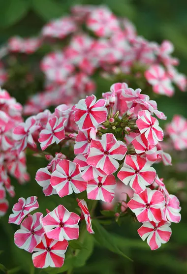 Bugás lángvirág / Phlox paniculata 'Blue Boy'