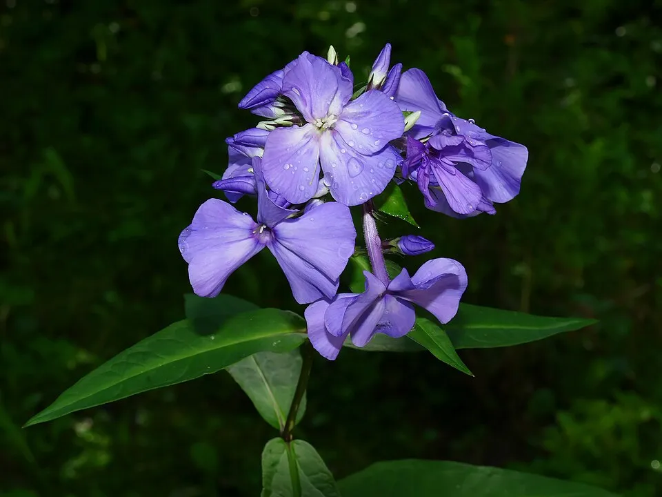 Bugás lángvirág / Phlox paniculata 'Christine'