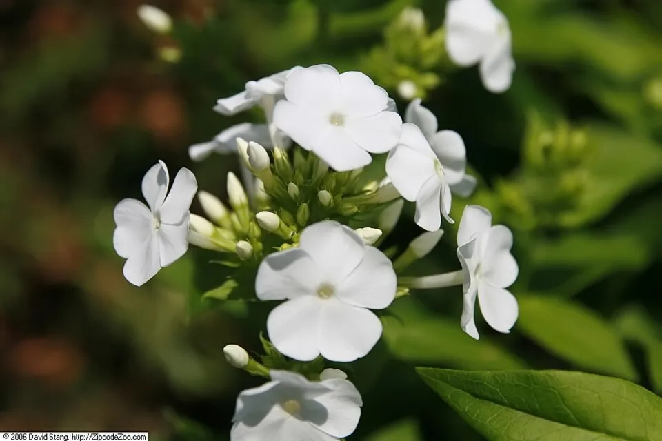 Bugás lángvirág / Phlox paniculata 'David'   