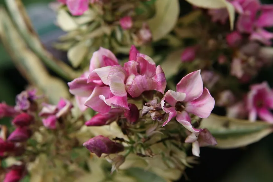 Bugás lángvirág / Phlox paniculata 'David'   