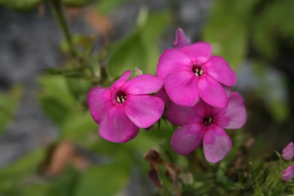 Bugás lángvirág / Phlox paniculata 'David'   