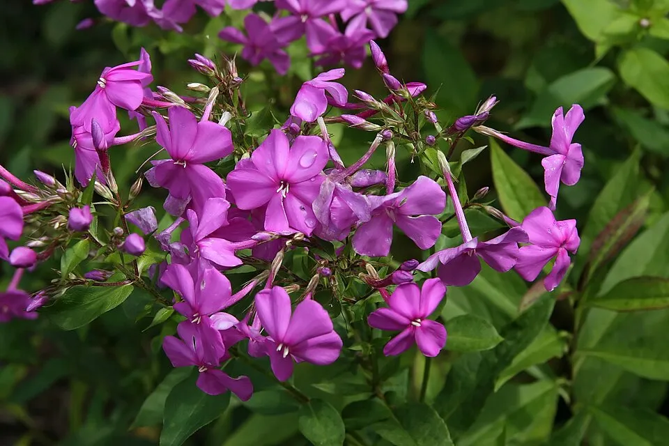Bugás lángvirág / Phlox paniculata 'David'   